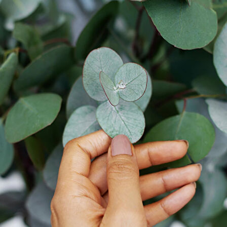 Mavi Okaliptus Fidanı Eucalyptus Globulus