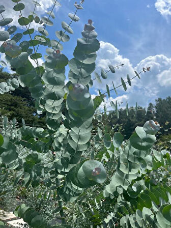 Mavi Okaliptus Fidanı Eucalyptus Globulus
