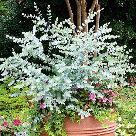 Mavi Okaliptus Fidanı Eucalyptus Globulus  3 Adet