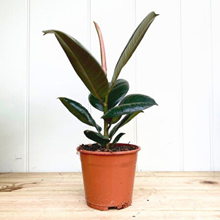 Kauçuk – Ficus Elastica 40- 60 cm 2 Adet