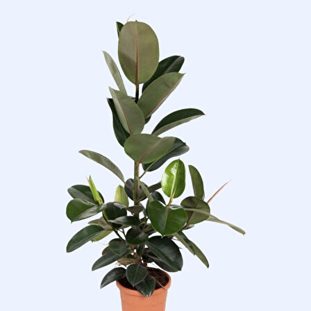 Kauçuk – Ficus Elastica 40- 60 cm 2 Adet