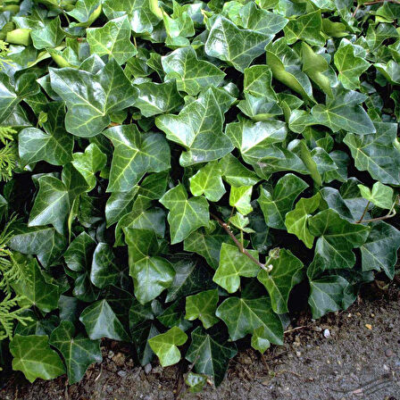 Hedera Sarmaşık 50-100 cm 3 Adet