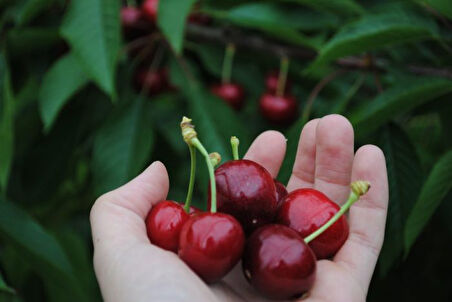 Ziraat 900 Kiraz Fidanı 3 Yaş Tüplü ve Aşılı 3 Adet