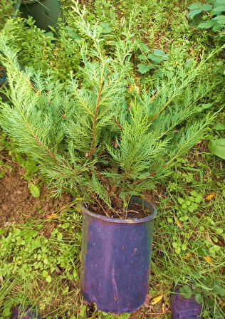 Yayılıcı Leylandi Cupressocyparis Leylandii Horizantelis 40-60 cm