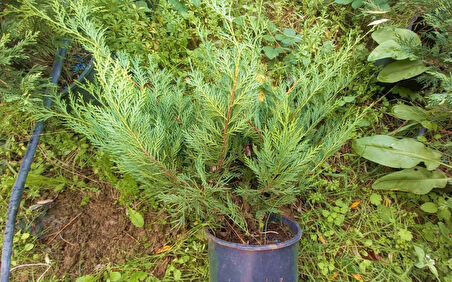 Yayılıcı Leylandi Cupressocyparis Leylandii Horizantelis 40-60 cm