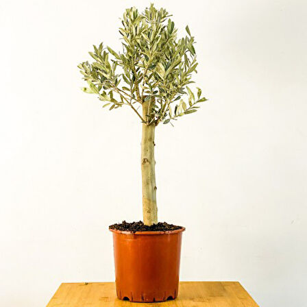 Bonsai Zeytin Olea Europeana Macro Bonsai