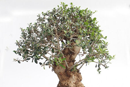 Bonsai Zeytin Olea Europeana Macro Bonsai
