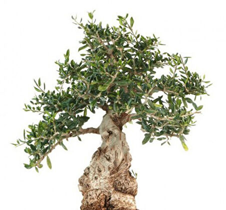 Bonsai Zeytin Olea Europeana Macro Bonsai