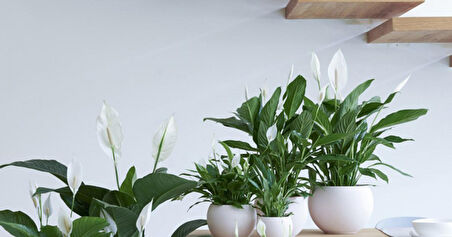 Barış Çiçeği – Spathiphyllum 40cm 3 Adet