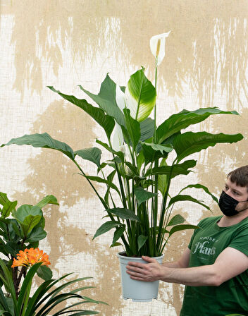 Barış Çiçeği – Spathiphyllum 40cm 3 Adet