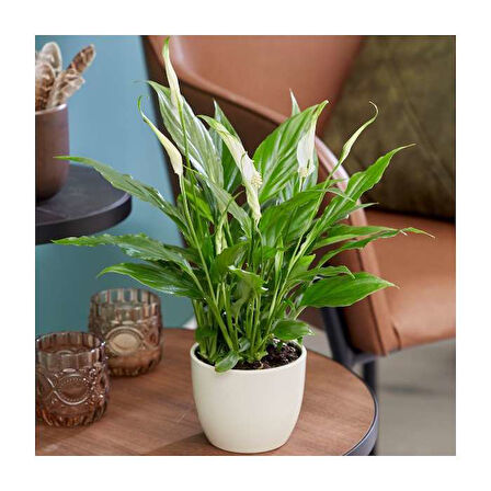 Barış Çiçeği – Spathiphyllum 40cm 3 Adet