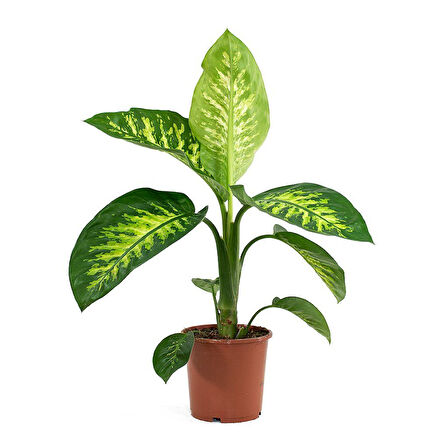 Difenbahya (Tropik) - Ağlayan Çiçek 40 cm 3 Adet