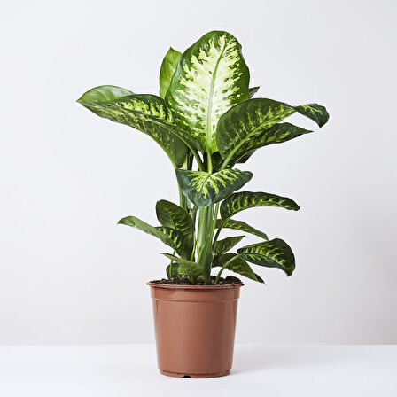 Difenbahya (Tropik) - Ağlayan Çiçek 40 cm 5 Adet