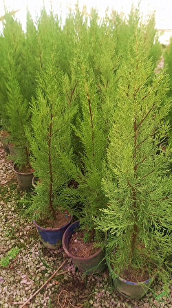 Limoni Servi (Cupressus Macrocarpa Goldcrest) 50-70 cm 3 Adet