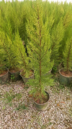 Limoni Servi (Cupressus Macrocarpa Goldcrest) 50-70 cm 10 Adet