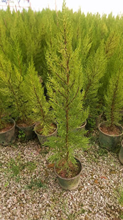 Limoni Servi (Cupressus Macrocarpa Goldcrest) 50-70 cm 10 Adet
