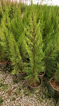 Limoni Servi (Cupressus Macrocarpa Goldcrest) 50-70 cm 10 Adet