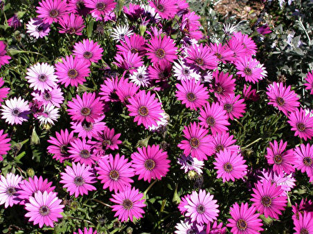 Bodrum Papatyası 3 Adet Pembe ve Mor Renkli