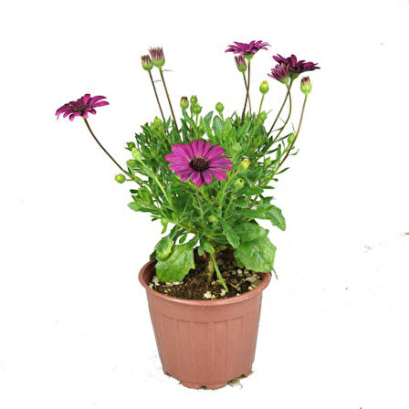 Bodrum Papatyası 10 Adet Pembe ve Mor Renkli