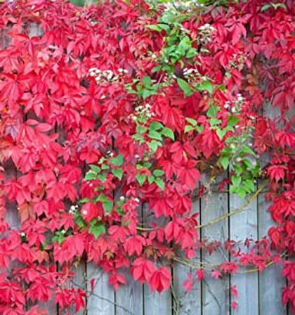 Amerikan Sarmaşığı (Parthenocissus Quinquefolia) 20 Adet