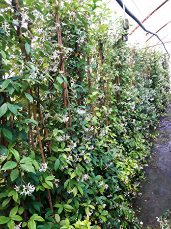 Sarılıcı Bitki 4 Çeşit   Amerikan Sarmaşığı - Yasemin - Yeşil Hedera ve Alacalı Hedera