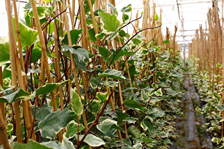 Sarılıcı Bitki 4 Çeşit   Amerikan Sarmaşığı - Yasemin - Yeşil Hedera ve Alacalı Hedera