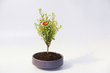 Bodur Süs Narı - Punica Granatum "Nana" Gri Beton Saksıda 2 Adet