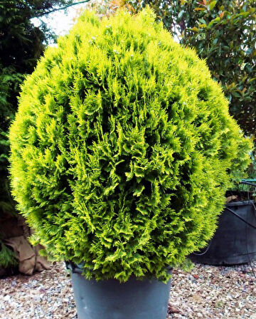 Altuni Mazı  Fidesi 15-20 cm 10 Adet Thuja orientalis 'Aurea' Nana