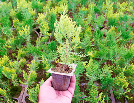 Altuni Mazı  Fidesi 15-20 cm 10 Adet Thuja orientalis 'Aurea' Nana