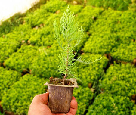 Altuni Mazı  Fidesi 15-20 cm 20 Adet Thuja orientalis 'Aurea' Nana