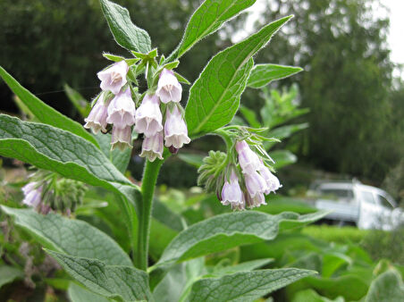 Karakafes Otu Symphytum Officinale 10 Adet