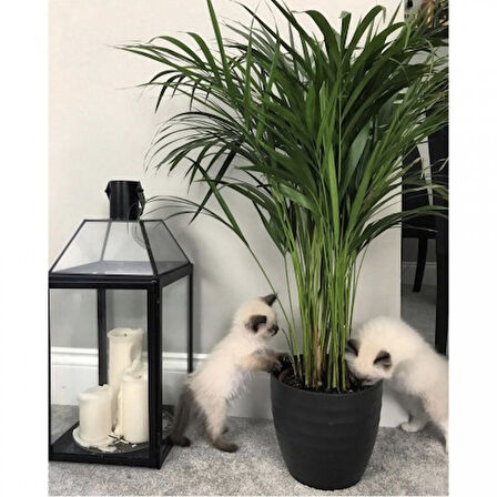 Areka Palmiyesi 20-25 cm 3 Adet