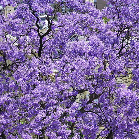 Pavlonya Fidanı Paulownia Tementosa 30-50 cm