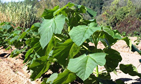 Pavlonya Fidanı Paulownia Tementosa 30-50 cm 5 Adet