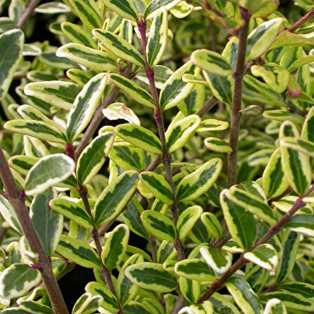 Yayılıcı - Yer Örtücü Hanımeli Lonicera Lemon Beauty 5 Adet