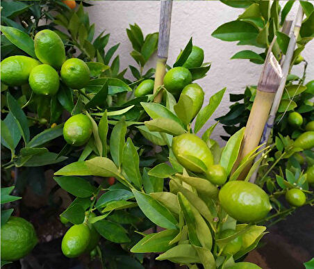 Limequat Lime Misket Limon Fidanı 5 Adet