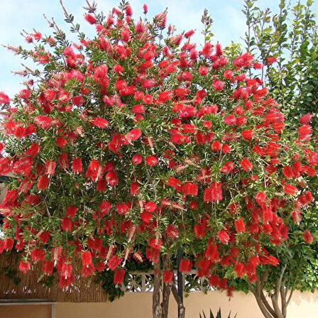 Fırça Çalısı Callistemon 5 Adet