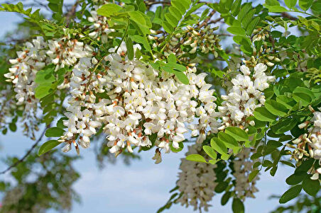 Akasya Fidanı Beyaz Çiçekli  – Yalancı Akasya - Robinia pseudo-acacia 5 Adet