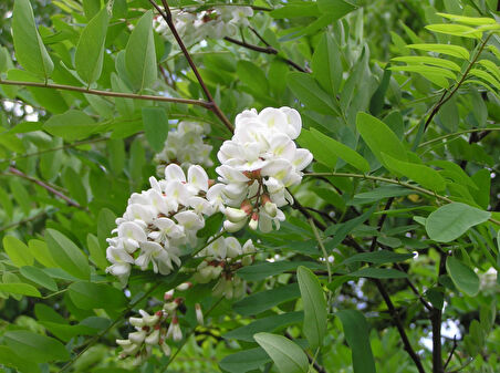 Akasya Fidanı Beyaz Çiçekli  – Yalancı Akasya - Robinia pseudo-acacia 5 Adet