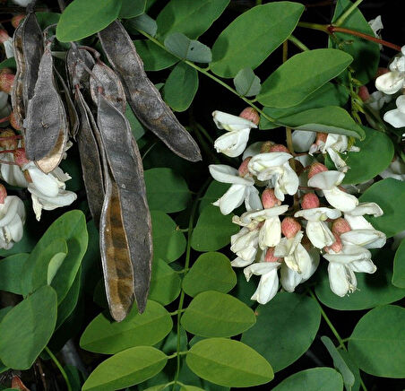Akasya Fidanı Beyaz Çiçekli  – Yalancı Akasya - Robinia pseudo-acacia 5 Adet