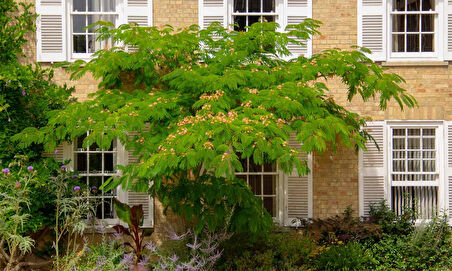 Gülibrişim Fidanı Albizia julibrissin 2 Adet