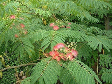 Gülibrişim Fidanı Albizia julibrissin 3 Adet