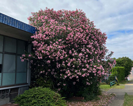 Zakkum Nerium oleander 60-80 cm 5 Adet