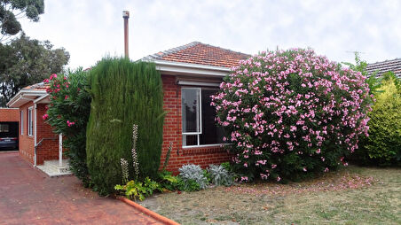 Zakkum Nerium oleander 60-80 cm 10 Adet