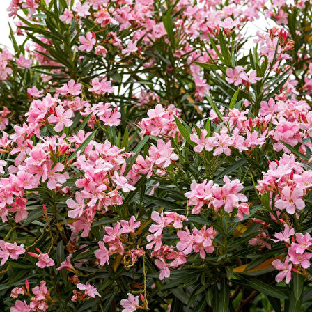 Zakkum Nerium oleander 60-80 cm 20 Adet