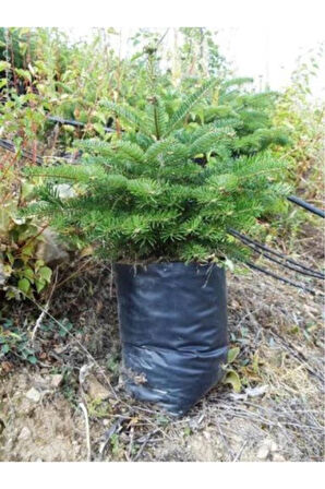 Göknar Köknar Çam Fidanı 7 Yaş 80-120 Cm Abies Cilicica