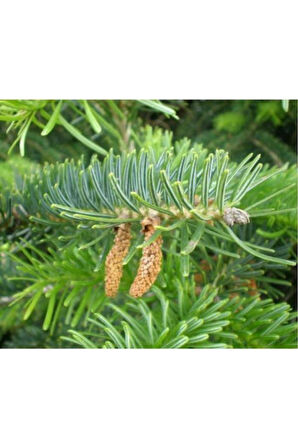 Göknar Köknar Çam Fidanı 7 Yaş 80-120 Cm Abies Cilicica