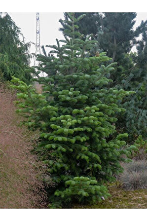 Göknar Köknar Çam Fidanı 7 Yaş 80-120 Cm Abies Cilicica