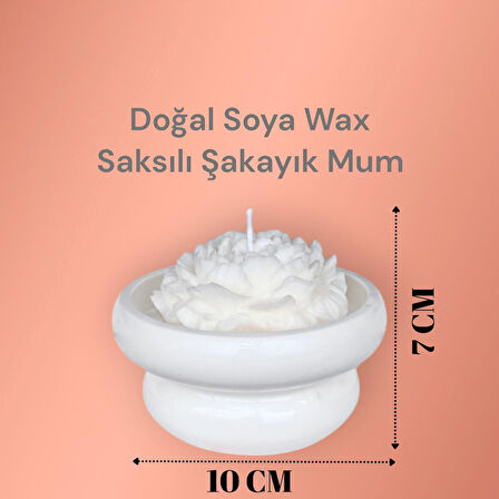 Saksılı Şakayık %100 Doğal Sandal Kokulu Soya Wax Dekoratif Mum