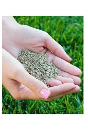 Çim Tohumu Ithal 6li Karışım Starex Grass Seed 6-m Mix 1 Kg Dayanıklı Tamir Çimi